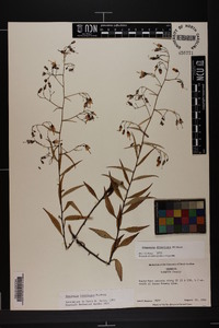 Campanula divaricata image