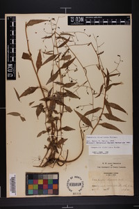 Campanula divaricata image