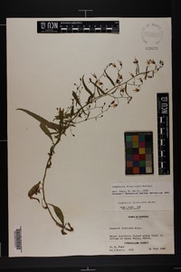 Campanula divaricata image