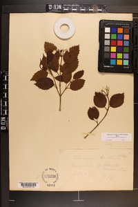 Viburnum dentatum var. lucidum image