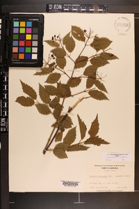 Viburnum dentatum var. lucidum image