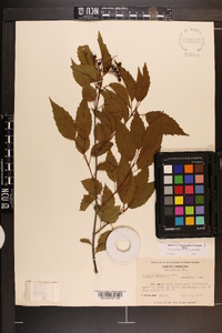 Viburnum dentatum var. lucidum image