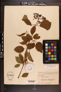 Viburnum dentatum var. lucidum image