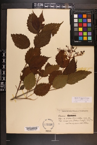 Viburnum dentatum var. lucidum image