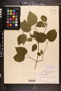 Viburnum dentatum var. lucidum image