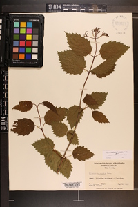 Viburnum dentatum var. lucidum image