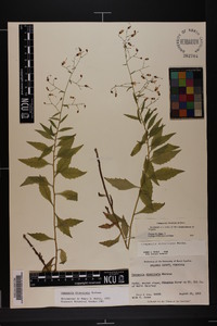 Campanula divaricata image