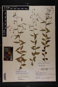 Campanula divaricata image