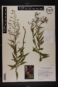 Campanula divaricata image