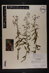 Campanula divaricata image