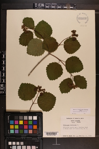 Viburnum dentatum var. lucidum image