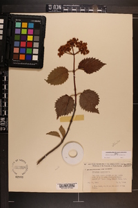 Viburnum dentatum var. lucidum image