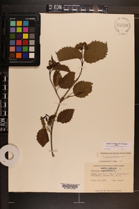 Viburnum dentatum var. lucidum image