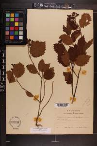 Viburnum dentatum var. lucidum image