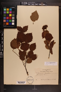 Viburnum dentatum var. lucidum image