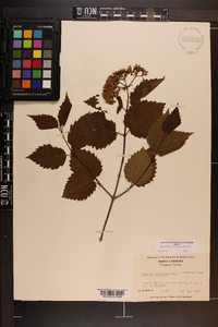 Viburnum dentatum var. lucidum image