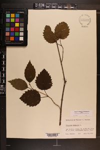 Viburnum dentatum var. lucidum image