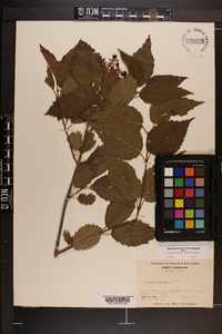 Viburnum dentatum var. lucidum image