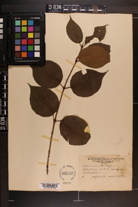 Viburnum lentago image