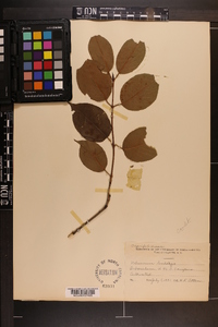 Viburnum lentago image