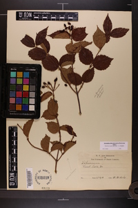 Viburnum rafinesqueanum image