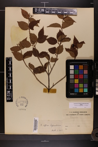 Viburnum rafinesqueanum image