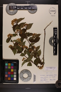 Viburnum rafinesqueanum var. affine image