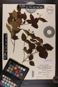 Viburnum rafinesqueanum var. affine image
