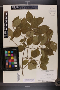 Viburnum rafinesqueanum image