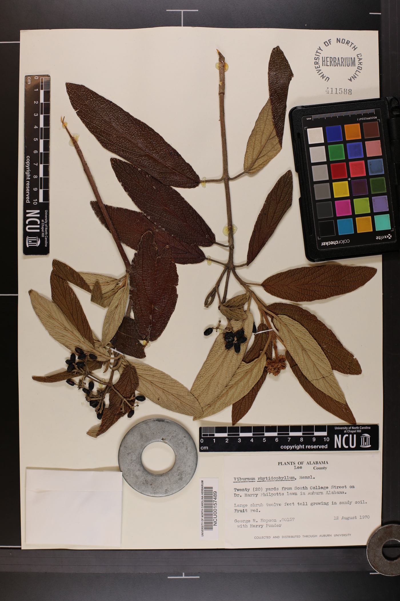 Viburnum rhytidophyllum image