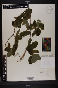 Lonicera flava image