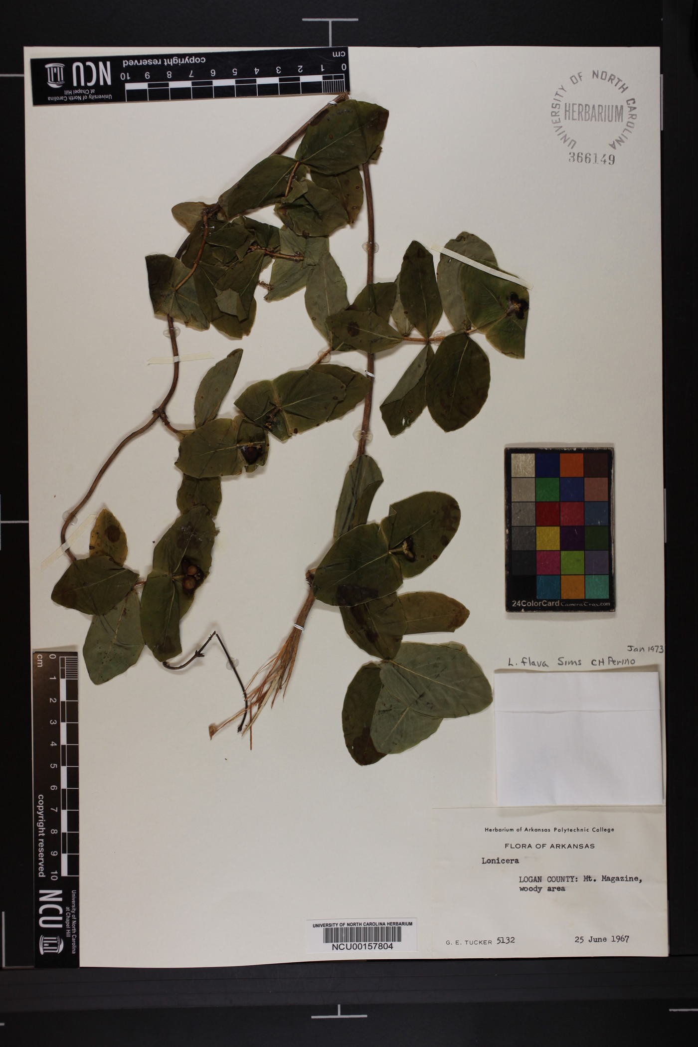 Lonicera flava image