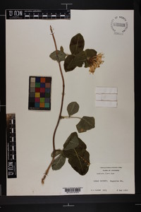 Lonicera flava image