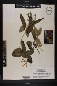 Lonicera flava image