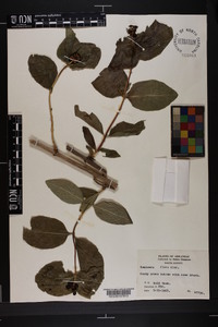 Lonicera flava image