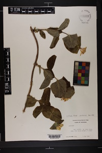 Lonicera flava image