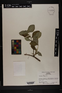 Lonicera flava image