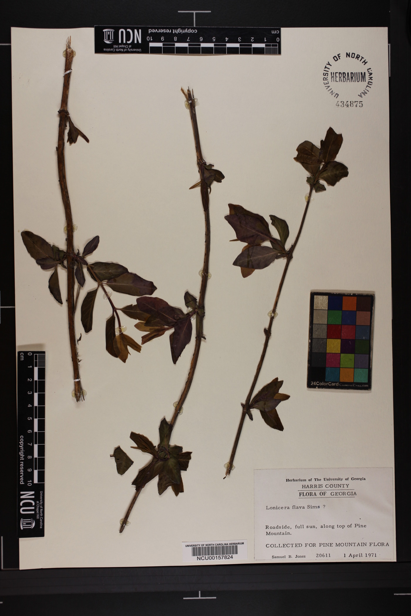 Lonicera flava image