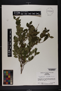 Symphoricarpos orbiculatus image