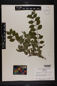 Symphoricarpos orbiculatus image