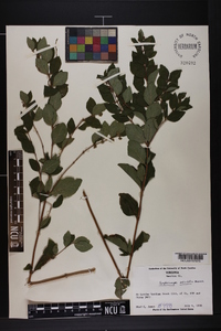 Symphoricarpos orbiculatus image