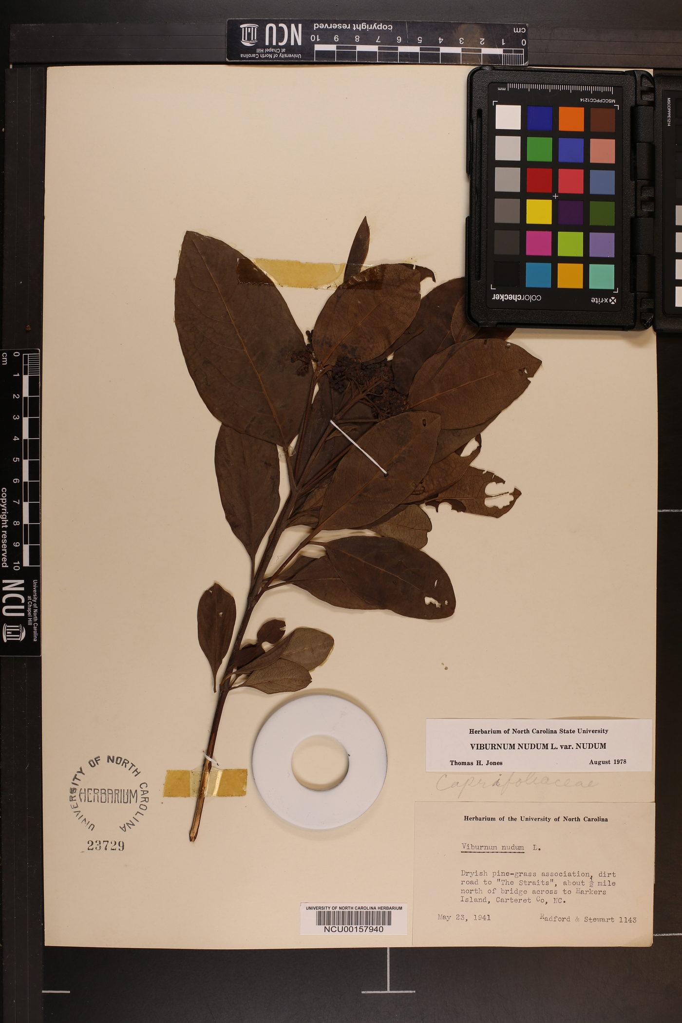 Viburnum nudum var. nudum image