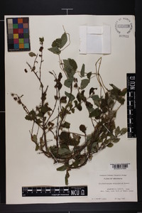 Symphoricarpos orbiculatus image