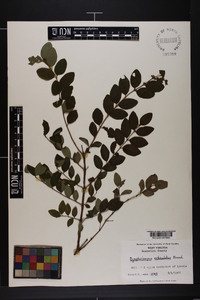 Symphoricarpos orbiculatus image