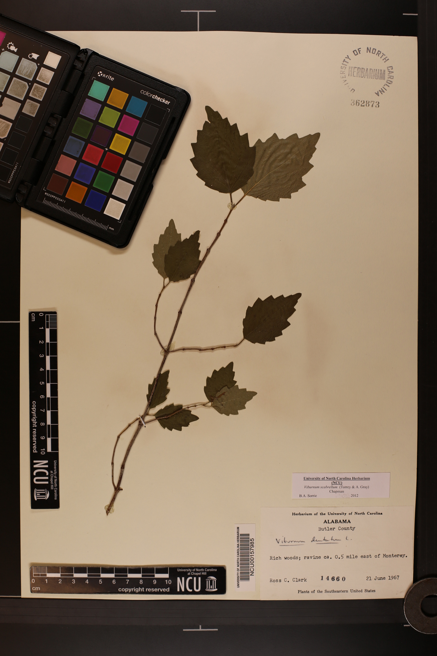 Viburnum dentatum var. dentatum image