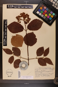 Viburnum dentatum var. dentatum image