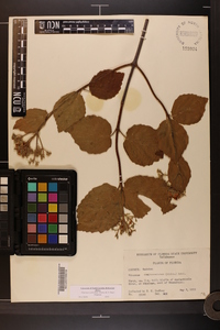 Viburnum dentatum var. dentatum image