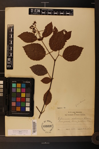 Viburnum dentatum var. dentatum image