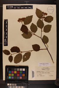 Viburnum dentatum var. dentatum image