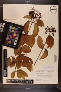 Viburnum dentatum var. dentatum image